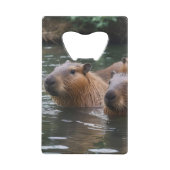 Capybaras' Swimming In The River, (Dos)