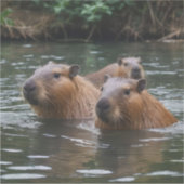 Capybaras' zwemmen in de rivier, sticker (Voorkant)