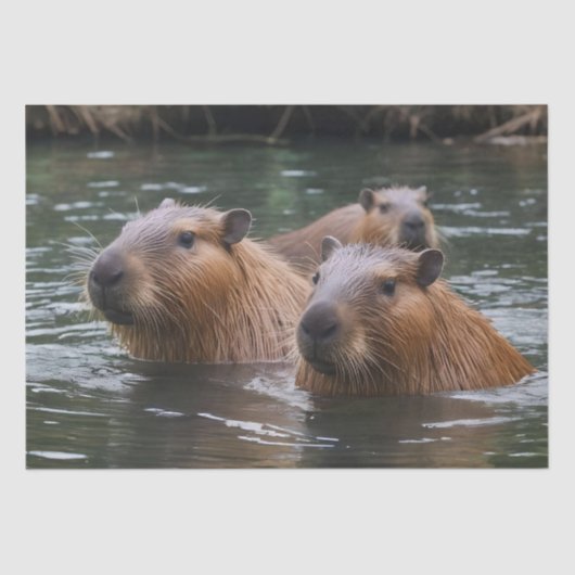 Capybaras' zwemmen in de rivier, tissuepapier (Voorkant)