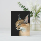 Caracal de carte postale (Debout devant)