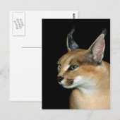 Caracal de carte postale (Devant / Derrière)