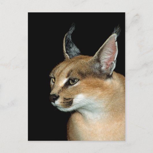 Caracal de carte postale (Devant)
