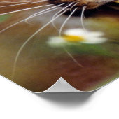 Caracal Hissing Poster (Hoek)