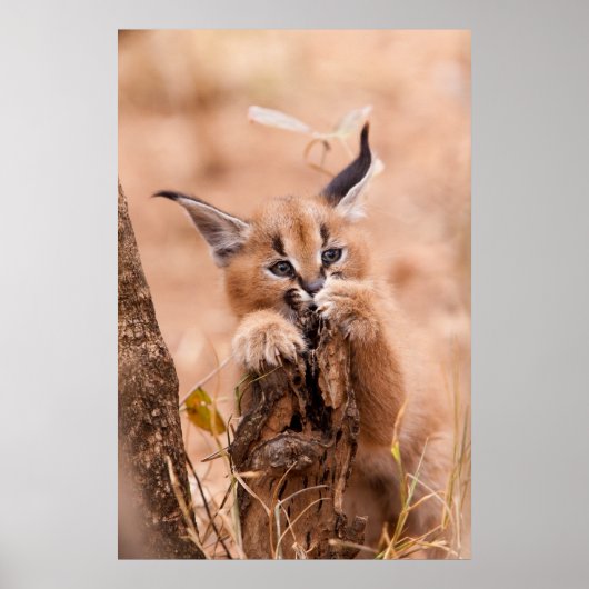 Caracal Kitten Poster (Voorkant)