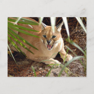 CaracalBCR047 Briefkaart