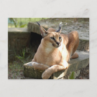CaracalBCR055 Briefkaart