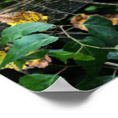 caracale kitten poster (Hoek)