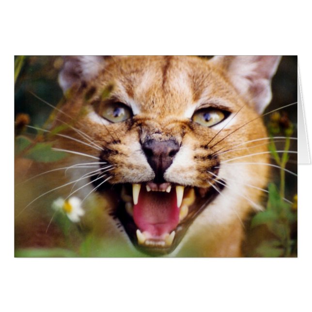 CaracalSassy (Voorkant Horizontaal)