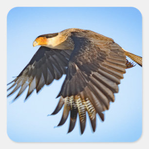"Caracara-vlucht" Vierkante Sticker