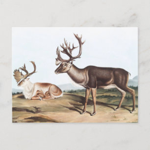 Caraïben, Amerikaanse Rein Deer (Tarandus furcifer Briefkaart