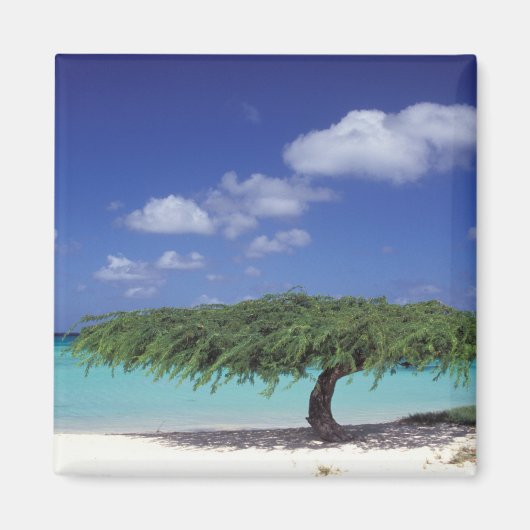 Caraïben, Aruba. Eagle Beach Magneet (Voorkant)