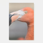 Caraïben Flamingo Post-it® Notes (Voorkant)