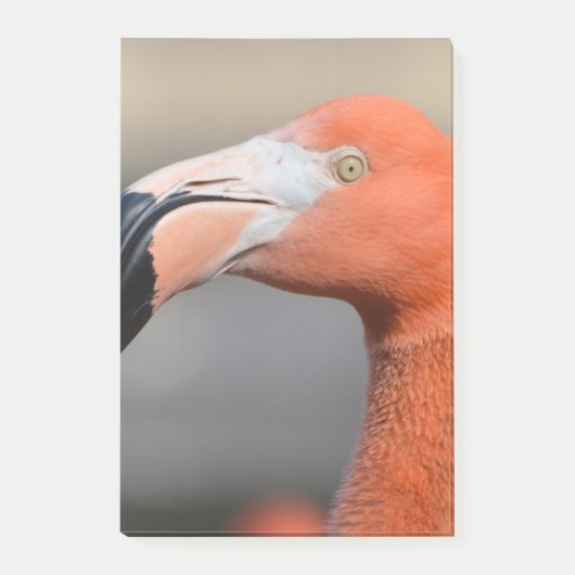 Caraïben Flamingo Post-it® Notes (Voorkant)
