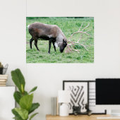 Caraïben met grote Antlers Poster (Thuiskantoor)