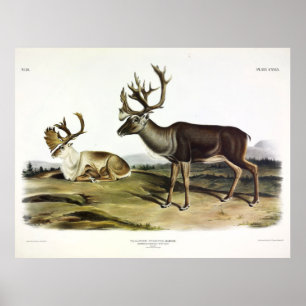 Caraïben of Amerikaans rendier van Audubon Poster
