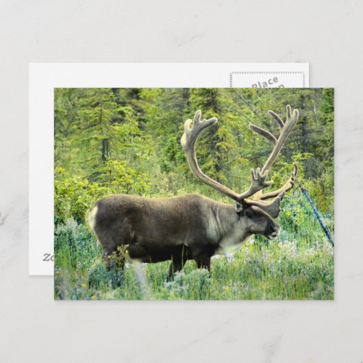 Caraïben op het Keniaanse schiereiland, Alaska Briefkaart (Voorkant / Achterkant)