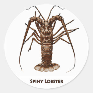 Caraïben Spiny Lobster Ronde Sticker