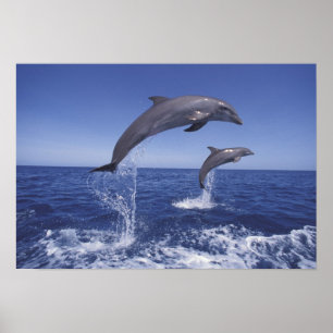 Caraïben, tuindolfijnen in het Caribisch gebied, T Poster