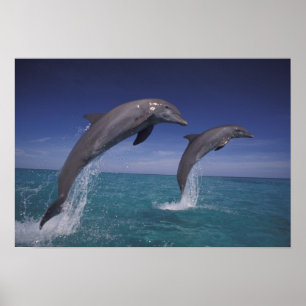 Caraïben, tuindolfijnen in het Caribisch gebied, T Poster
