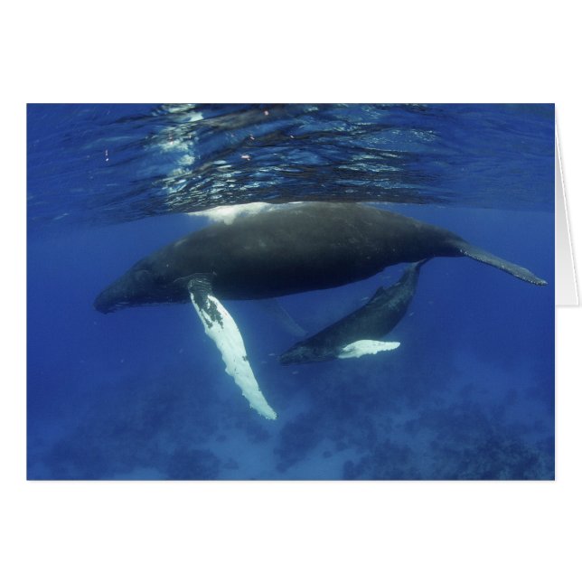 Caraïbes, archipel des Grandes Antilles, (Devant horizontal)