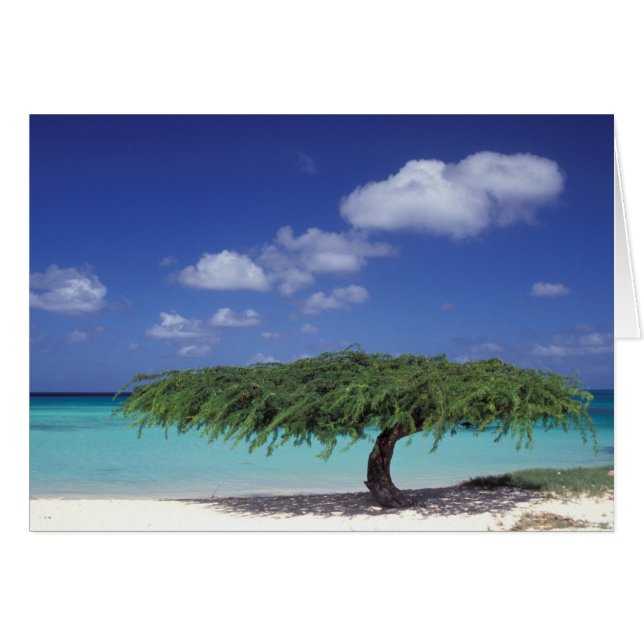 Caraïbes, Aruba. Plage Eagle (Devant horizontal)