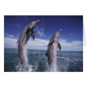 Caraïbes, dauphins à gros nez Tursiops