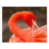 Caraïbisch flamingo foto afdruk (Voorkant)