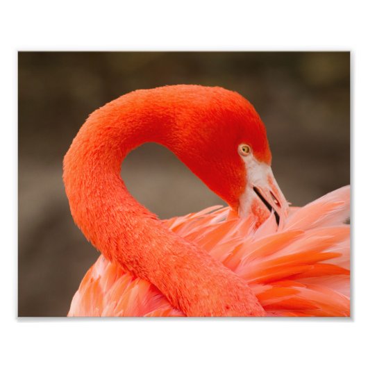Caraïbisch flamingo foto afdruk (Voorkant)