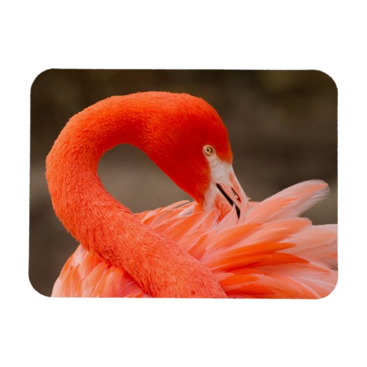 Caraïbisch flamingo magneet (Horizontaal)