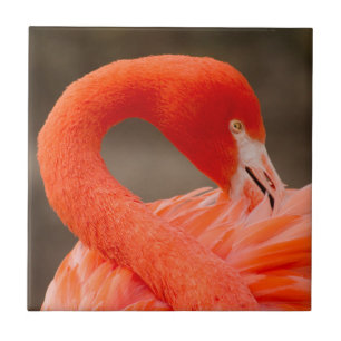 Caraïbisch flamingo tegeltje