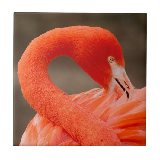 Caraïbisch flamingo tegeltje (Voorkant)