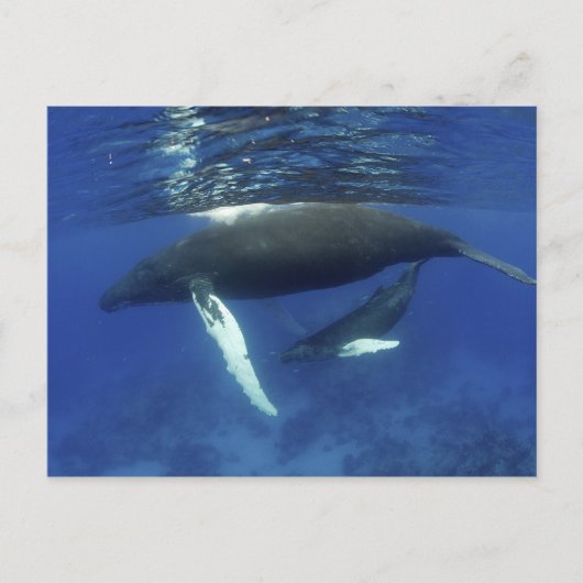 Caraïbisch gebied, Antillen archipel, Groot-Britta Briefkaart (Voorkant)