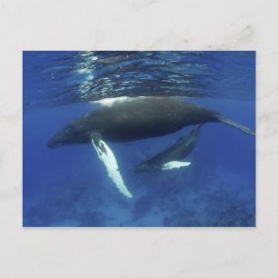 Caraïbisch gebied, Antillen archipel, Groot-Britta Briefkaart