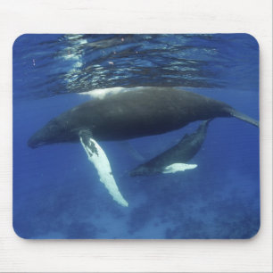 Caraïbisch gebied, Antillen archipel, Groot-Britta Muismat