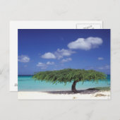 Caraïbisch gebied, Aruba. Eagle Beach Briefkaart (Voorkant / Achterkant)