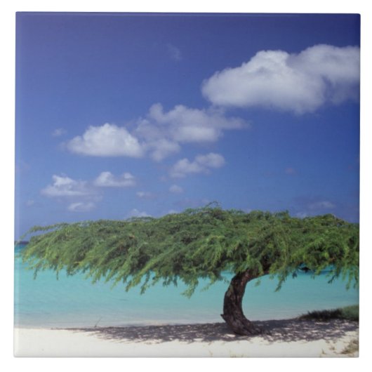 Caraïbisch gebied, Aruba. Eagle Beach Tegeltje (Voorkant)