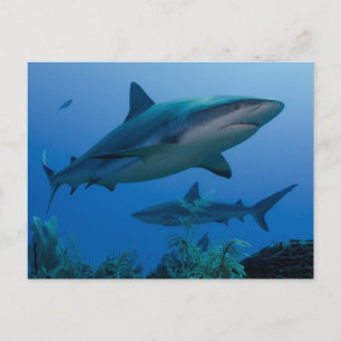 Caraïbisch rif Shark Jardines de la Reina Briefkaart