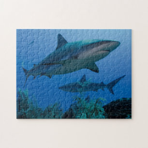 Caraïbisch rif Shark Jardines de la Reina Legpuzzel