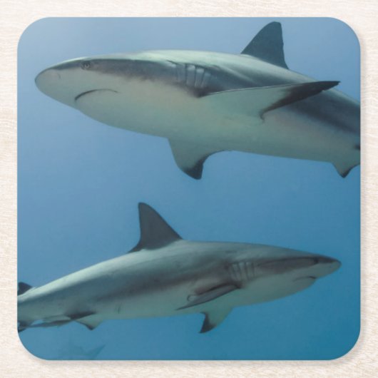 Caraïbisch rif vierkante kartonnen onderzetter (Voorkant)