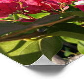 Caraïbisch roze Bougainvillea Poster (Hoek)