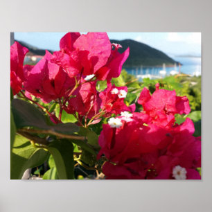 Caraïbisch roze Bougainvillea Poster