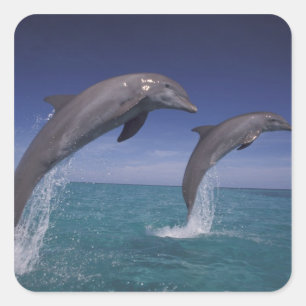 Caraïbisch, Tursiops Vierkante Sticker