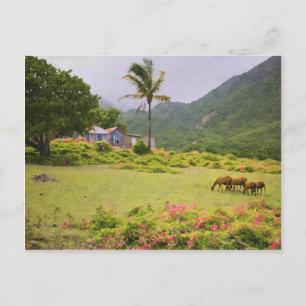 Caraïbische eilandschapen en traditionele huisscèn briefkaart