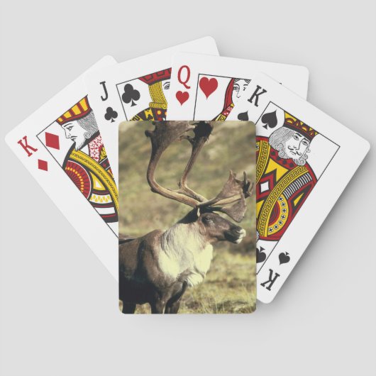 Caraïbische fietspatcards pokerkaarten (Achterkant)