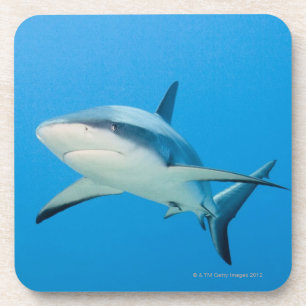 Caraïbische rifhaai (Carcharhinus perezi) Bier Onderzetter