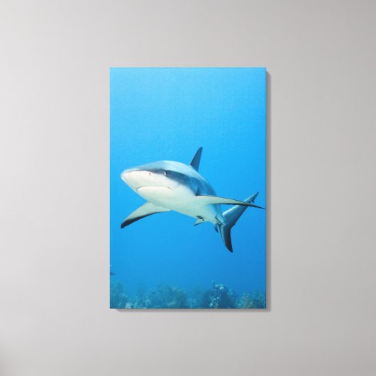 Caraïbische rifhaai (Carcharhinus perezi) Canvas Afdruk (Voorkant)