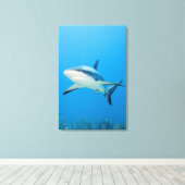 Caraïbische rifhaai (Carcharhinus perezi) Canvas Afdruk (Insitu (Houten vloer))