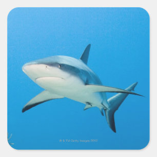 Caraïbische rifhaai (Carcharhinus perezi) Vierkante Sticker