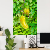 Carambola Poster (Thuiskantoor)