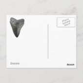 Carcharocles megalodon tand briefkaart (Achterkant)